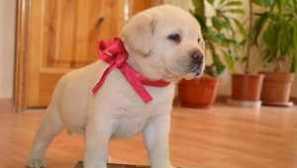 Ako správne kŕmiť labrador?